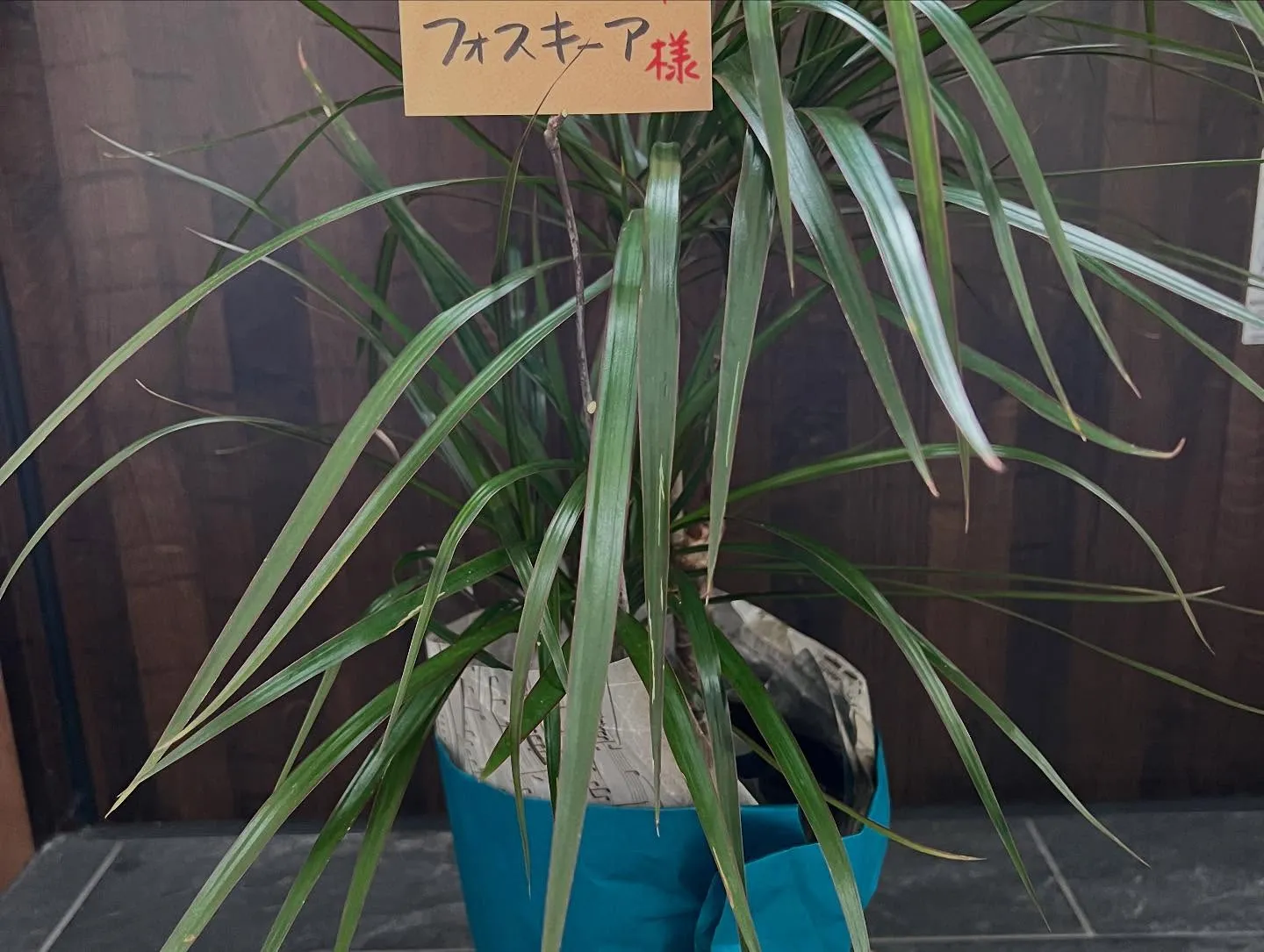 🎉 皆さまへ感謝の気持ちを込めて 🎉